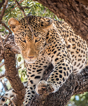 Kruger national park-01 cape kruger2